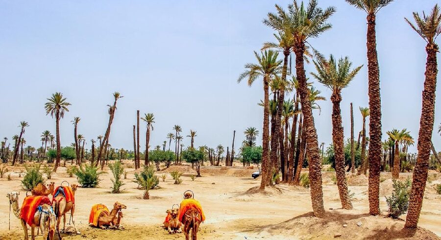 Camel ride in the Marrakech Palm Grove