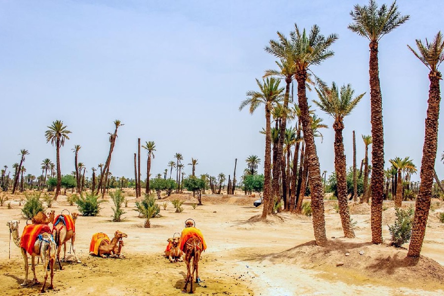 Marrakech camel ride